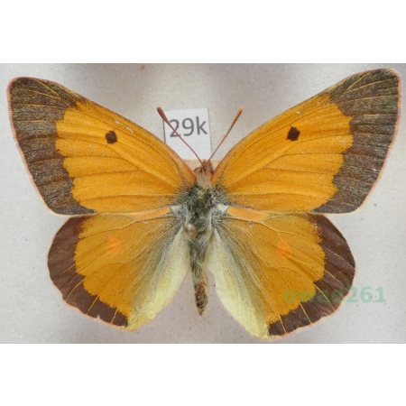 Colias viluiensis Menetries, 1859 male Azerbaijan29k